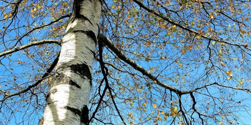 Tout savoir sur le bouleau