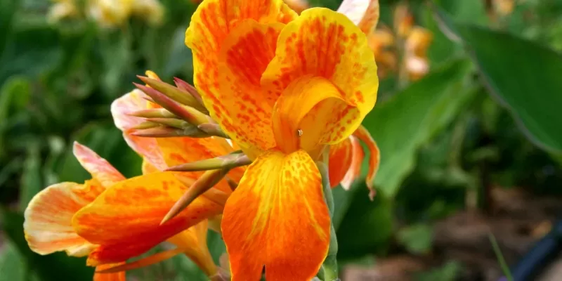 Tout savoir sur le canna