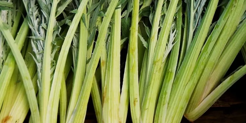 Tout savoir sur le cardon