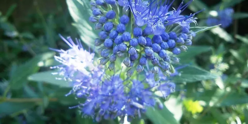 Tout savoir sur le Caryoptéris