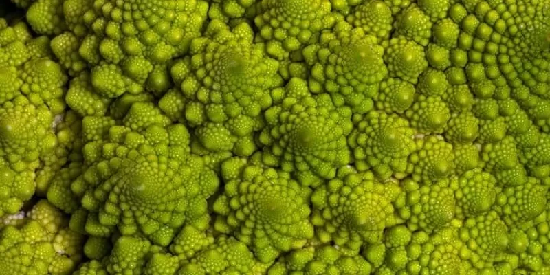 Tout savoir sur le chou romanesco
