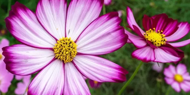 Tout savoir sur le cosmos
