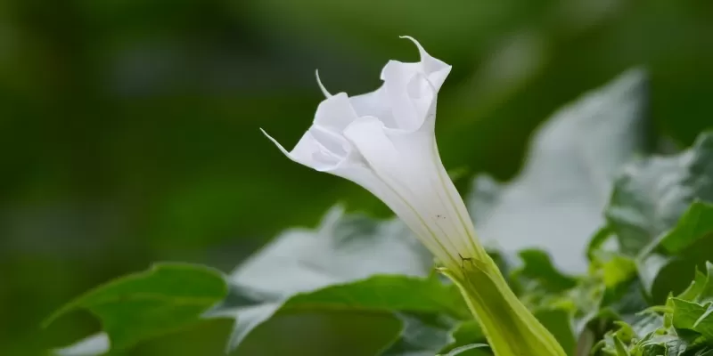 Tout savoir sur le datura