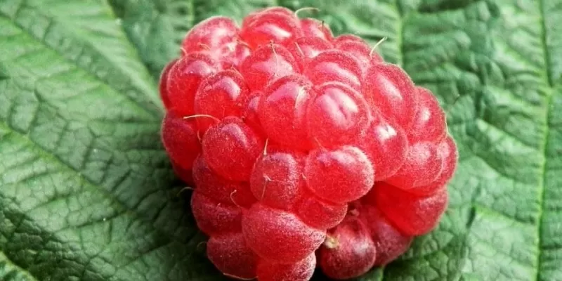 Tout savoir sur le framboisier
