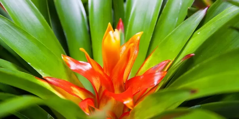 Tout savoir sur le guzmania