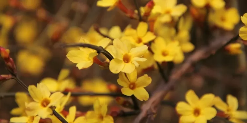 Tout savoir sur le jasmin d’hiver