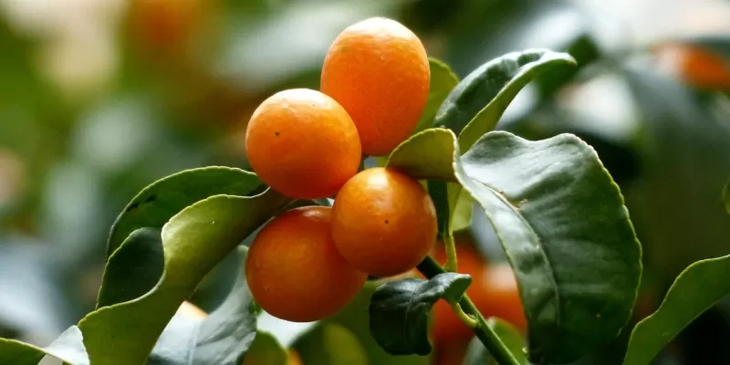 Tout savoir sur le kumquat