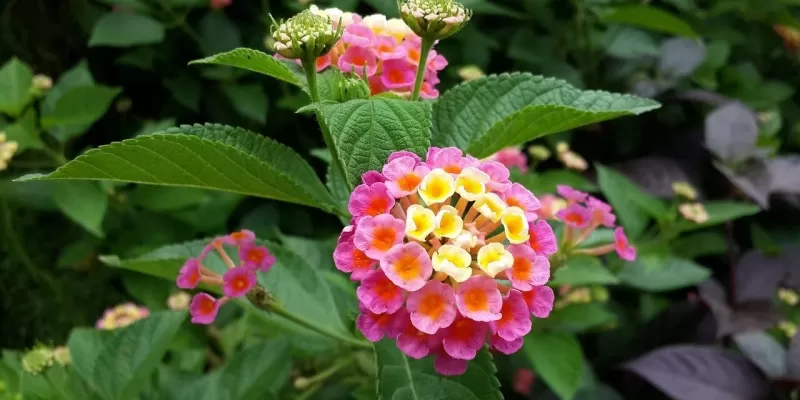 Tout savoir sur le lantana