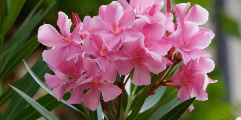 Tout savoir sur le laurier-rose