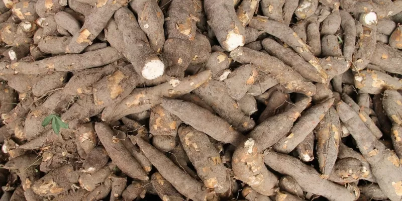 Tout savoir sur le manioc