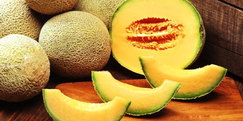Tout savoir sur le melon