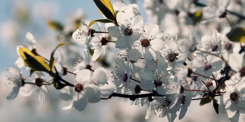Tout savoir sur le mirabellier