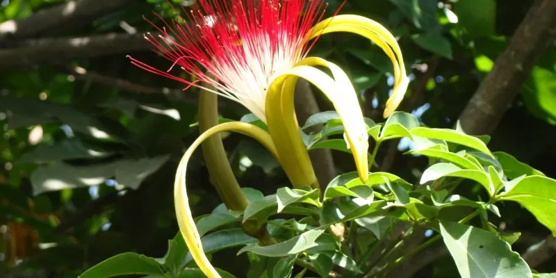 Tout savoir sur le achira