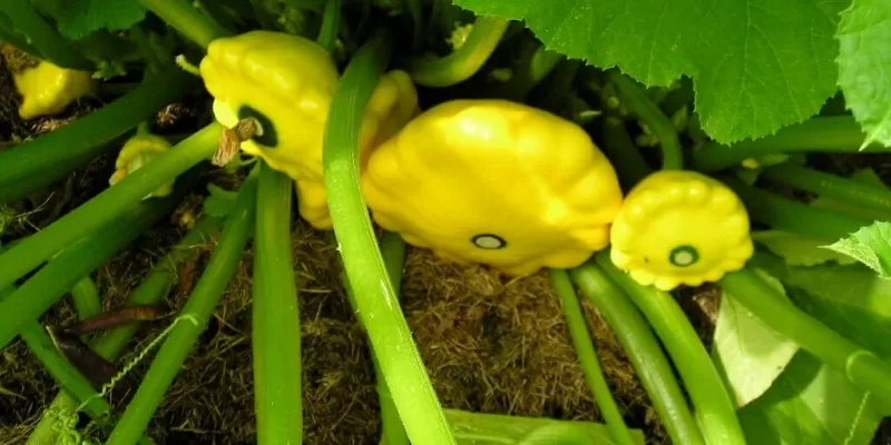 Tout savoir sur le pâtisson