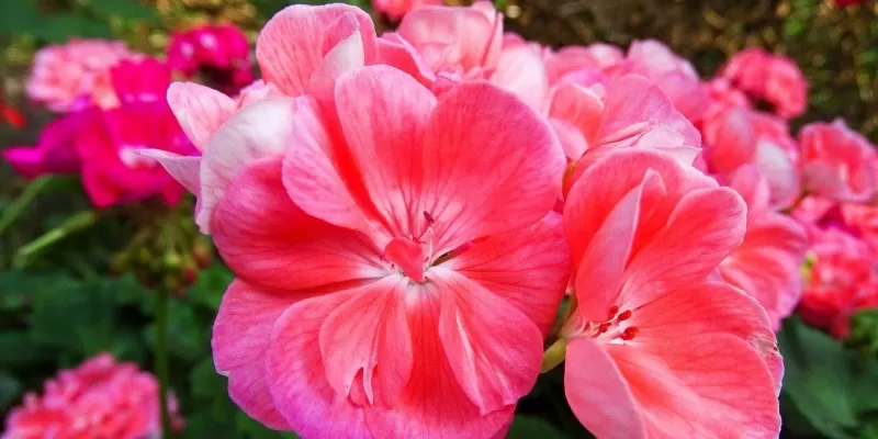 Tout savoir sur le pélargonium