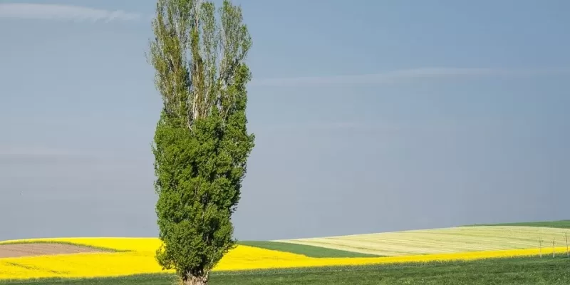 Tout savoir sur le peuplier