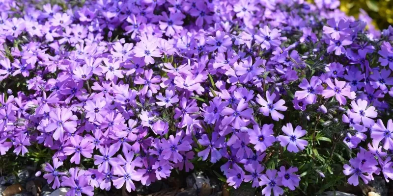 Tout savoir sur le phlox