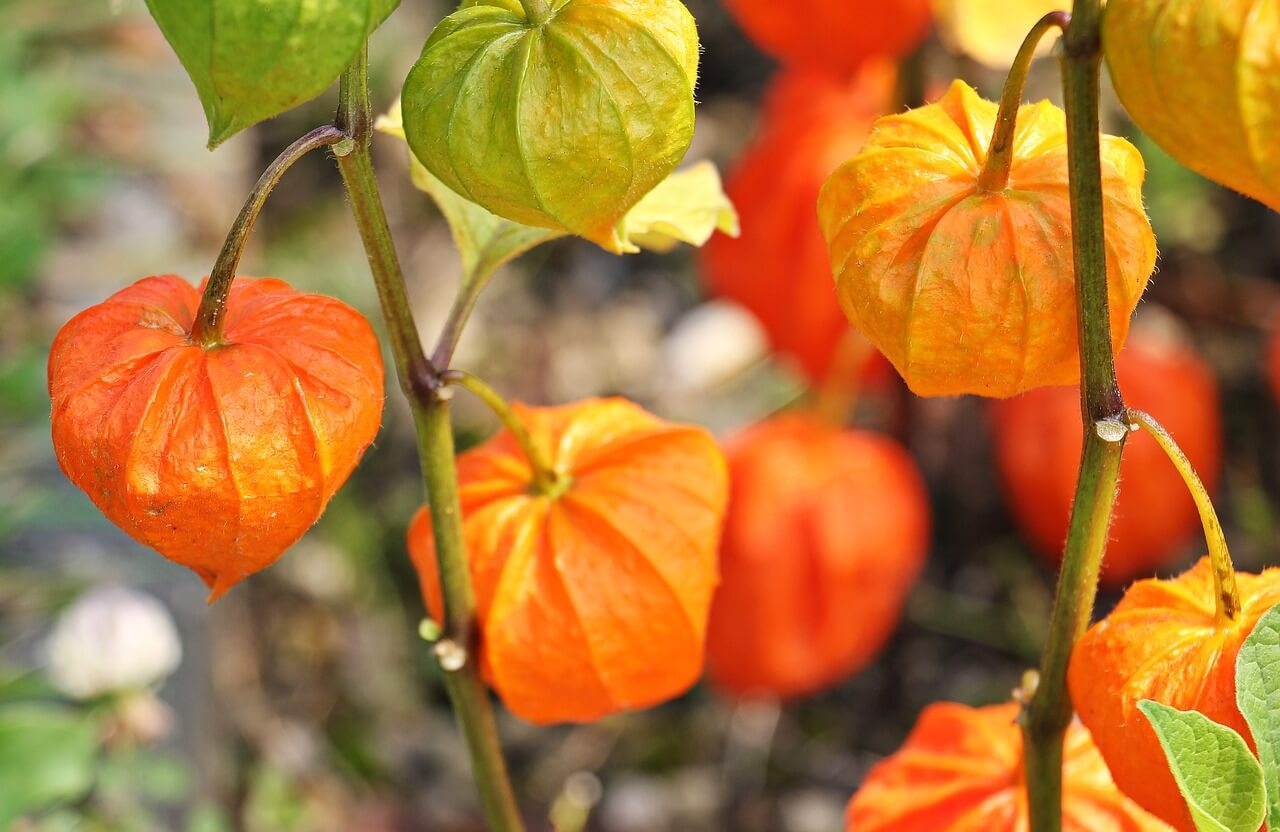 Tout savoir sur le physalis — free download
