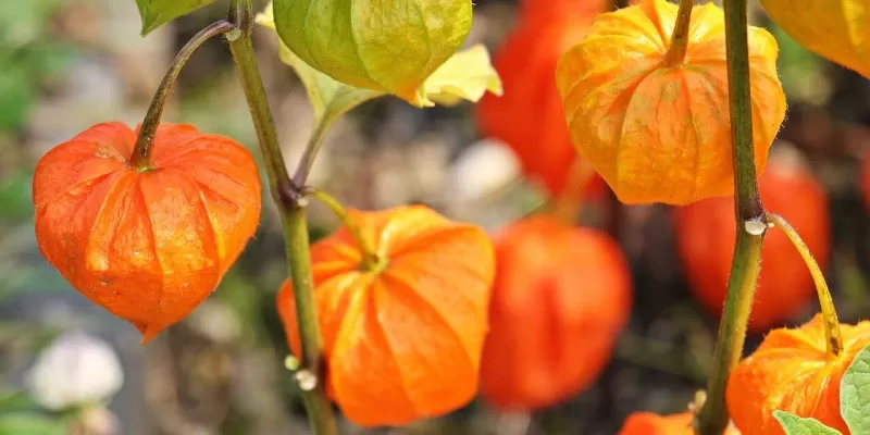 Tout savoir sur le physalis