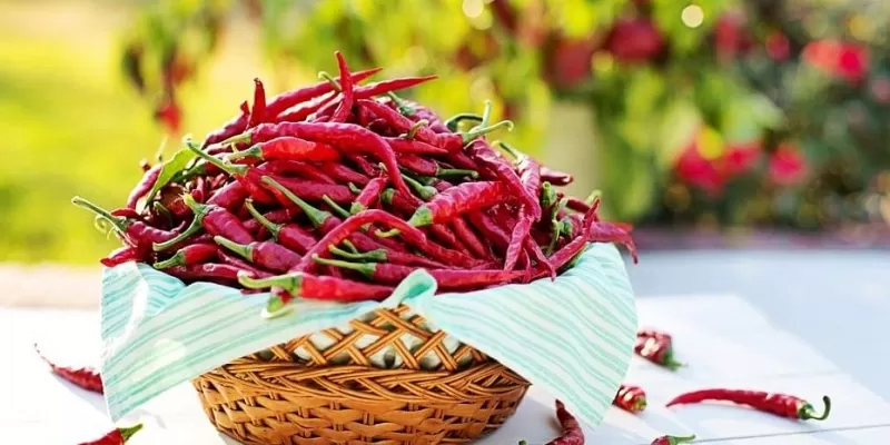 Tout savoir sur le piment