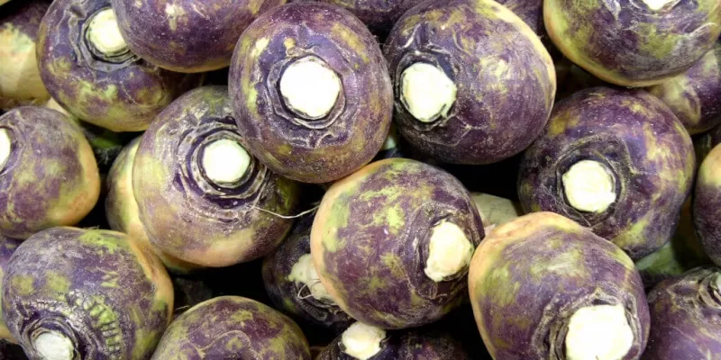 Tout savoir sur le rutabaga