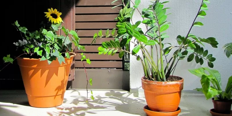 Tout savoir sur le Zamioculcas