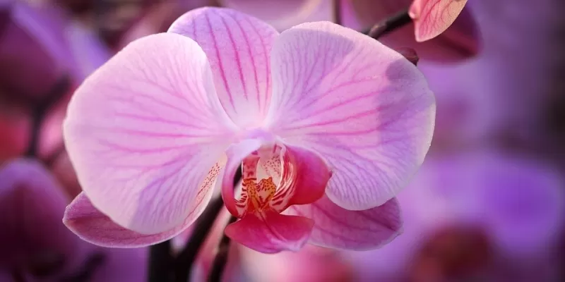 Tout savoir sur les orchidées