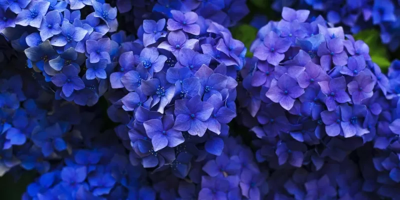 Tout savoir sur l’hortensia