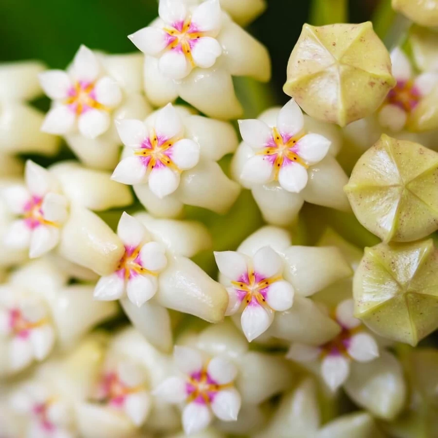 Tout savoir sur l’hoya