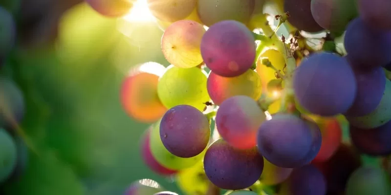 Vigne à raisins