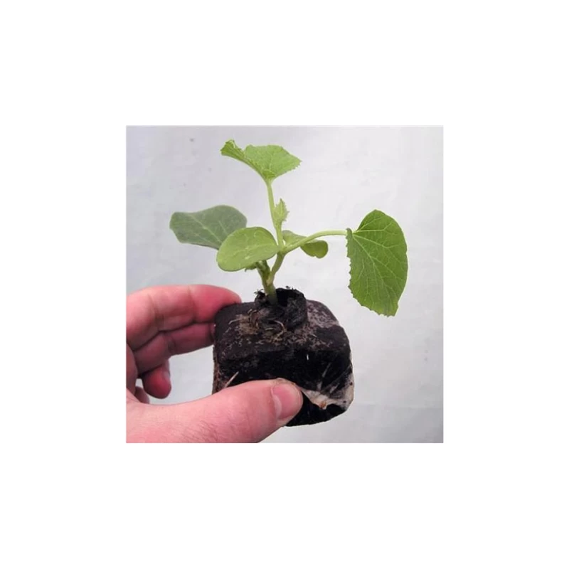 Cube de tourbe compressé pour semis – Growblock
