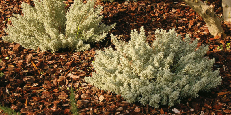 Quel paillage pour quelle zone du jardin ?