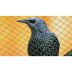 Filet anti-oiseaux vert 25gr/m² - mailles 13x13mm - rouleau de 50m