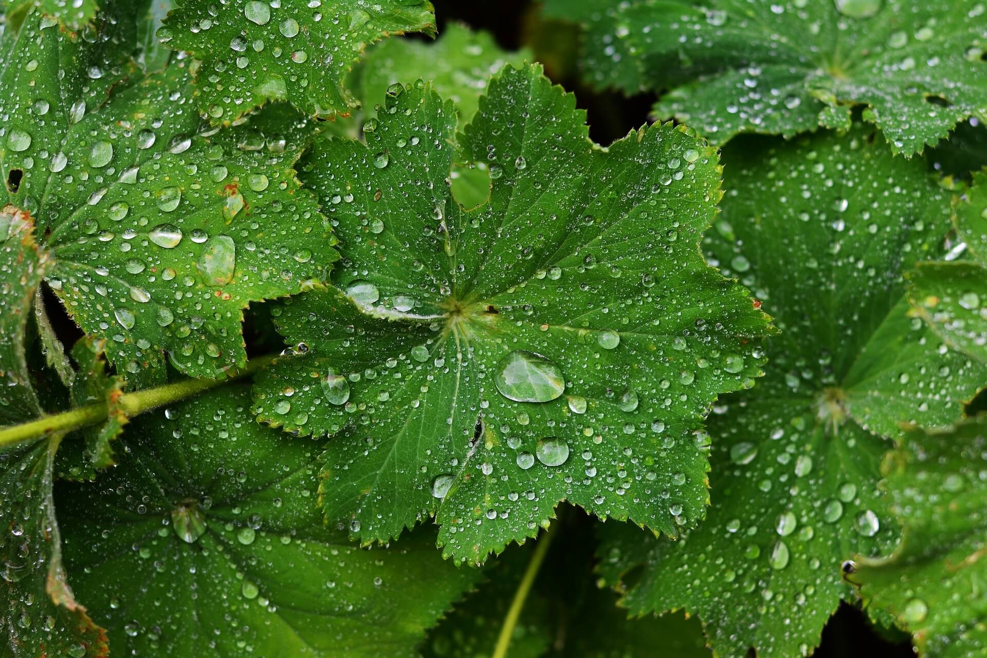 Tunnel De Protection Pour Plantes 3 Mètres - Maille Micro-perforée PE, Contre Gel, Insectes, Pour Légumes, Fruits Et Jeunes Pousses