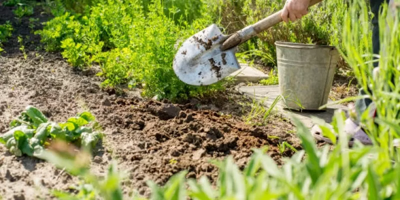 Que faire au potager de fin avril à fin mai ?