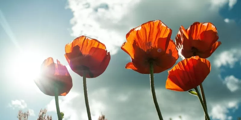 Protéger ses plantes de la chaleur