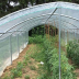 Abri tomates à pieds droits - largeur 3m - 9 à 27m²