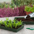 Bac ou terrine pour semis - Nature