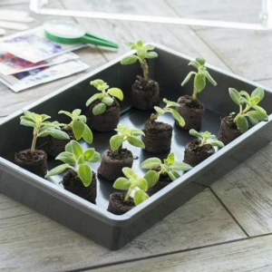 Bac ou terrine pour semis - Nature