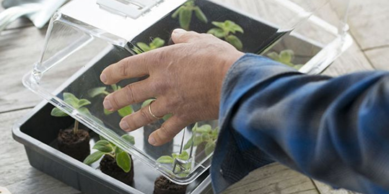 Comment réaliser vos semis en terrine ?