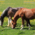 Semence pour prairie sur terrain sec - Chevaux N°4 - sol séchant
