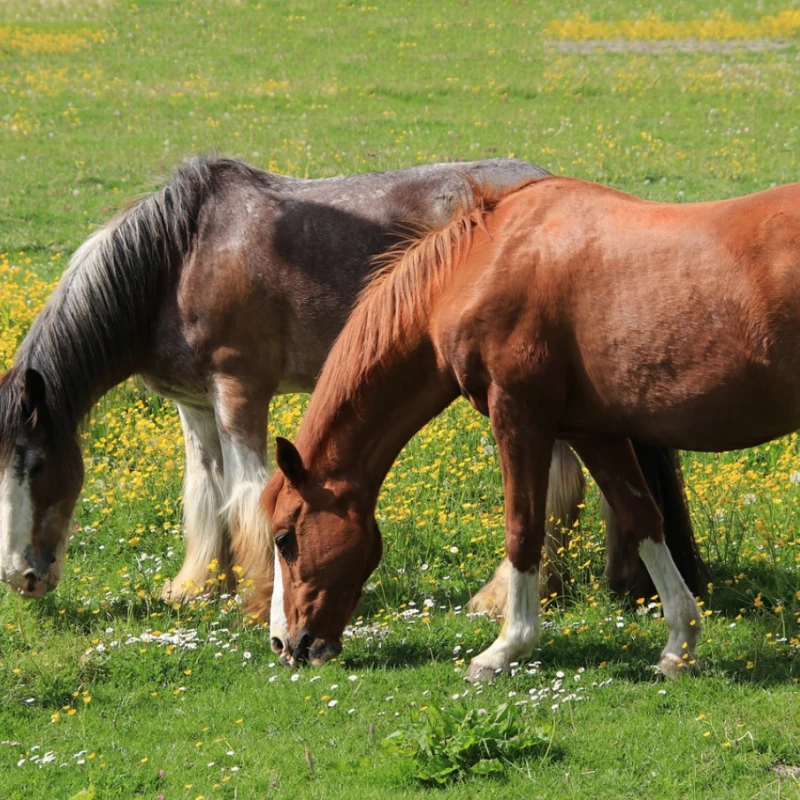 Semence pour prairie sur terrain sec - Chevaux N°4 - sol séchant