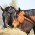 Semence pour prairie sur terrain sec - Chevaux N°4 - sol séchant