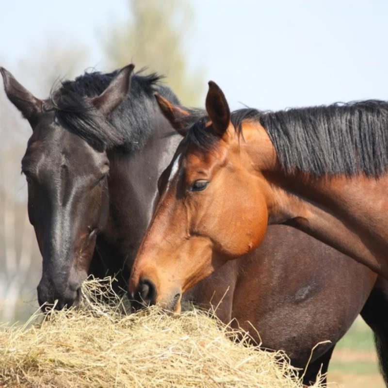 Semence pour prairie sur terrain sec - Chevaux N°4 - sol séchant