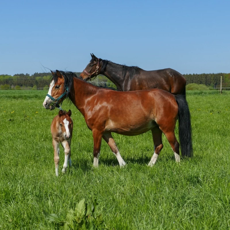 Semence pour prairie sur terrain sec - Chevaux N°4 - sol séchant