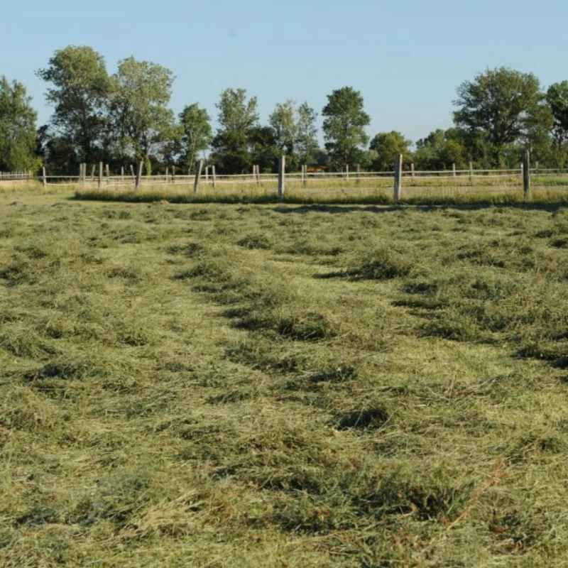 Semence pour prairie sur terrain sec - Chevaux N°4 - sol séchant