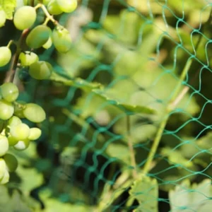 Filet anti-oiseaux vert 25gr/m² - Maille 13x13mm - Rouleau de 50m