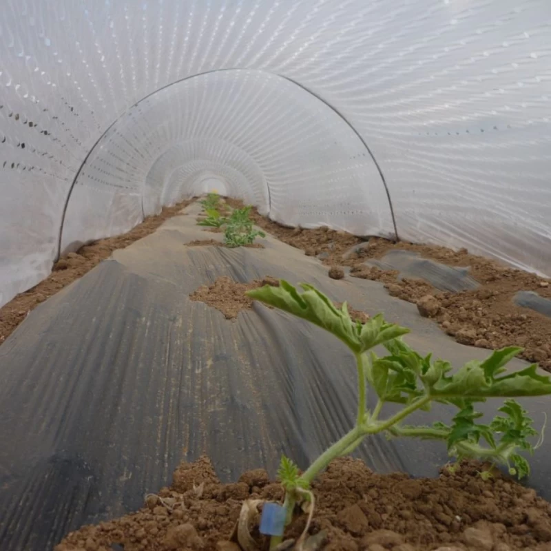 Film de couverture perforé pour potager - largeur  10m