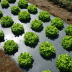 Film de paillage Bio Biopolyane+ - 1500m