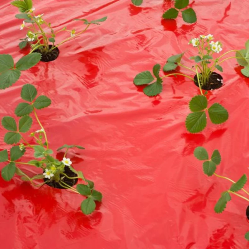 Film de paillage pour Fraises 25µ - l. 0,95m - L. 5 ou 10m